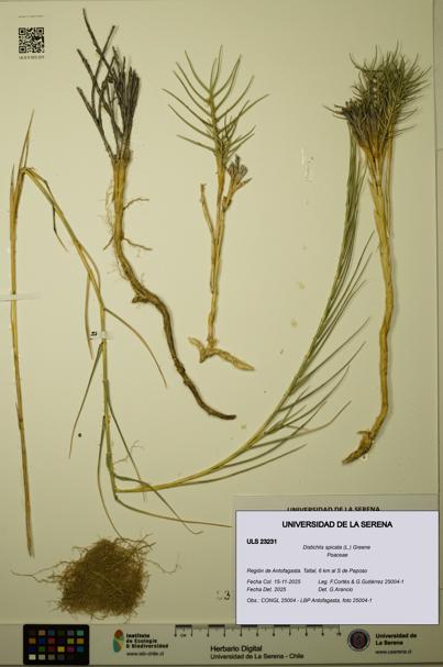 Distichlis spicata [Espécimen: ULS:ULS:0023231]