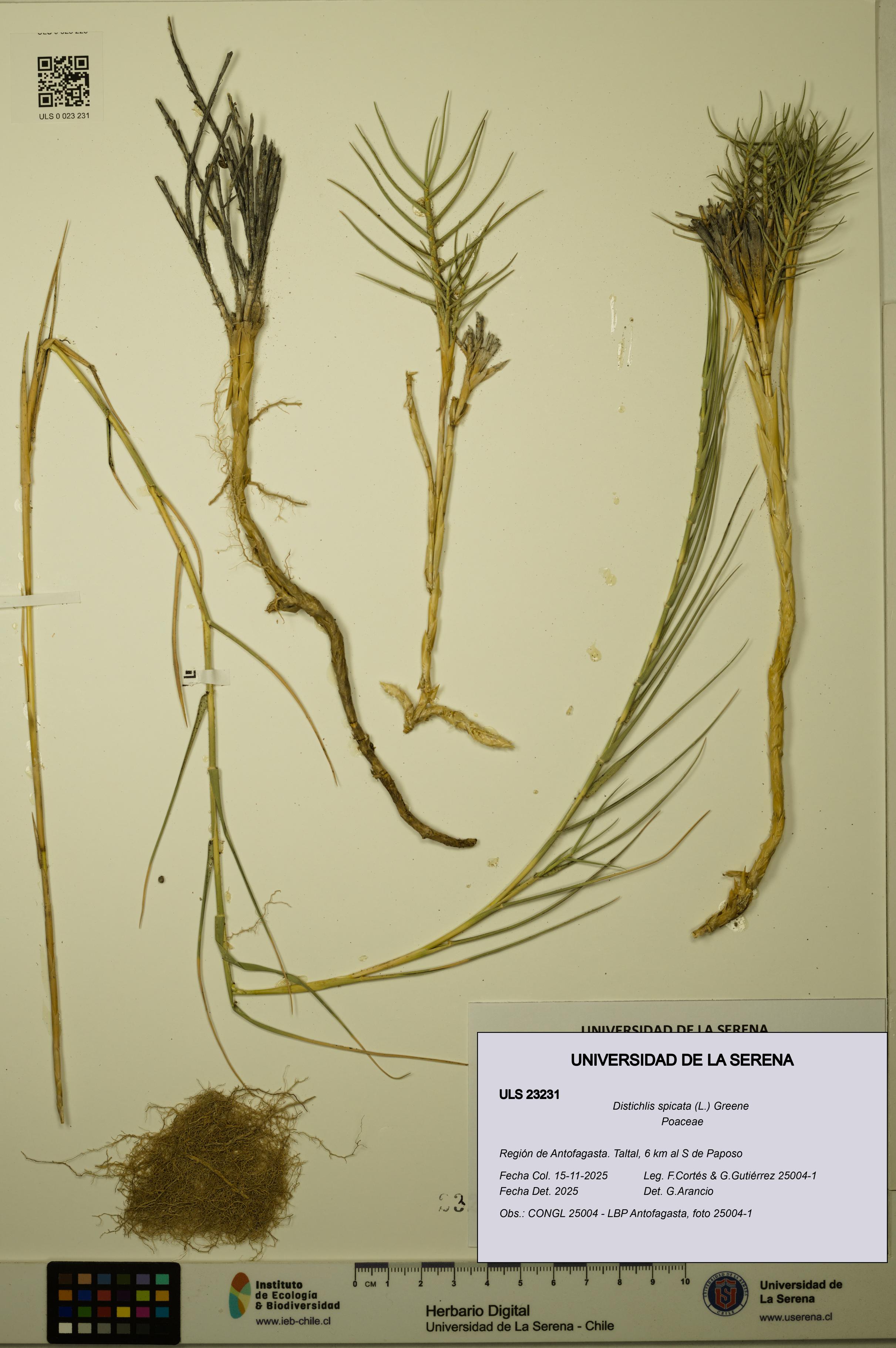 Distichlis spicata [Espécimen: ULS:ULS:0023231]