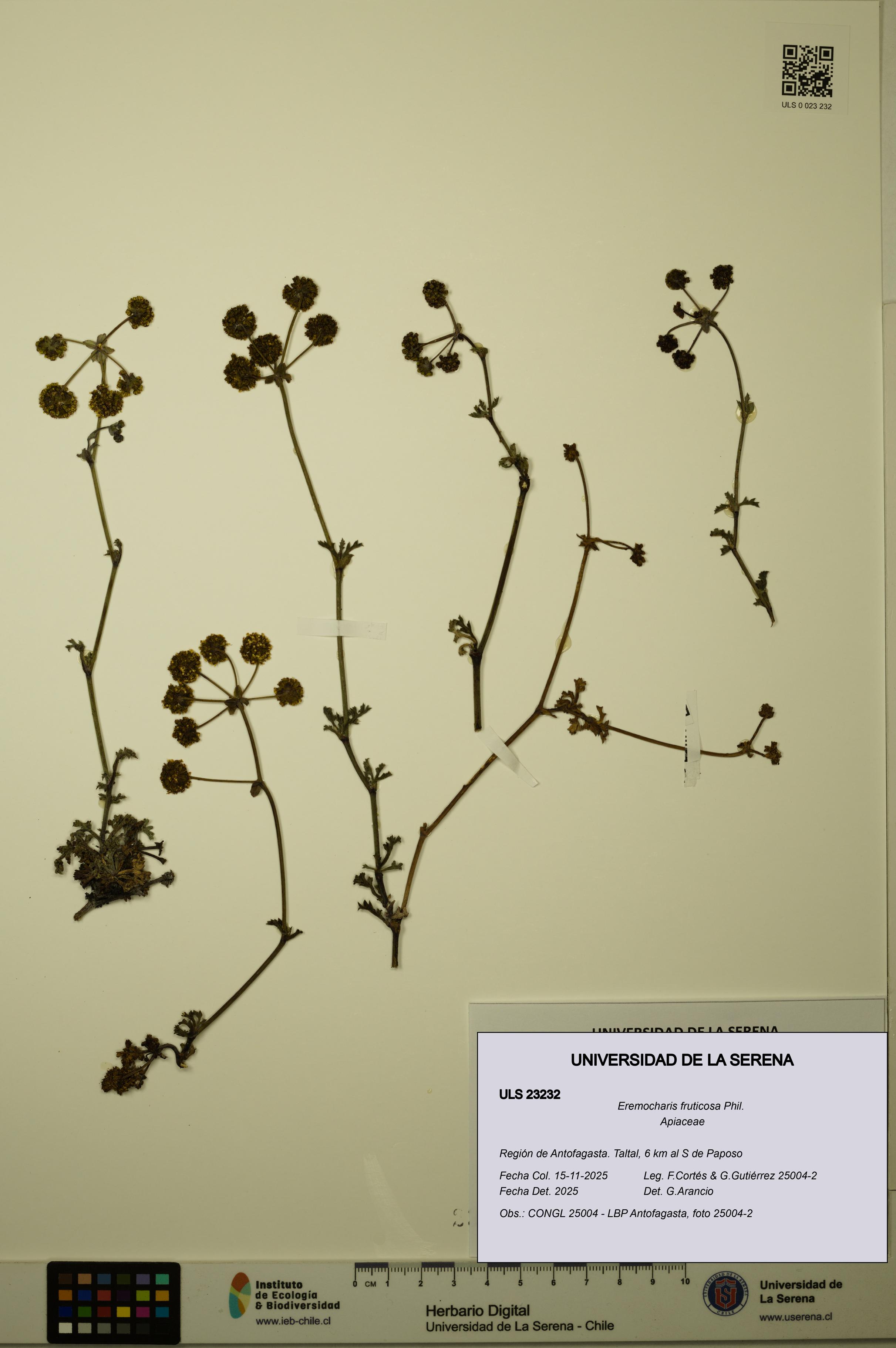 Eremocharis fruticosa [Espécimen: ULS:ULS:0023232]