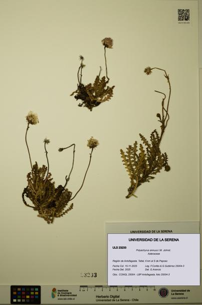Polyachyrus annuus [Espécimen: ULS:ULS:0023233]
