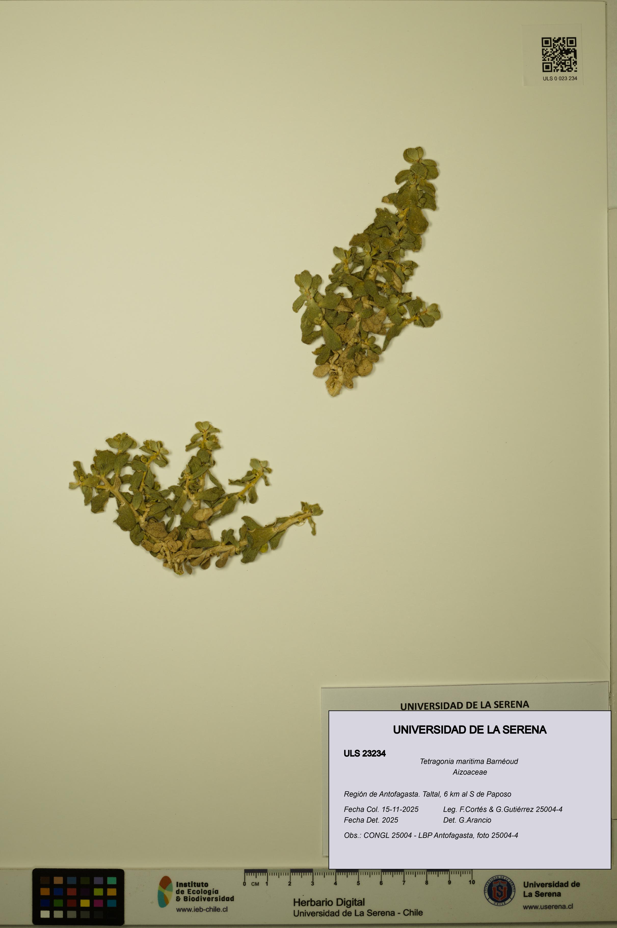 Tetragonia maritima [Espécimen: ULS:ULS:0023234]