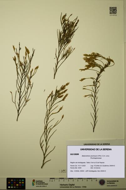 Bakerolimon plumosum [Espécimen: ULS:ULS:0023235]