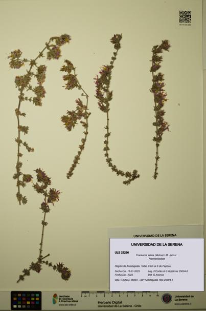 Frankenia salina [Espécimen: ULS:ULS:0023236]