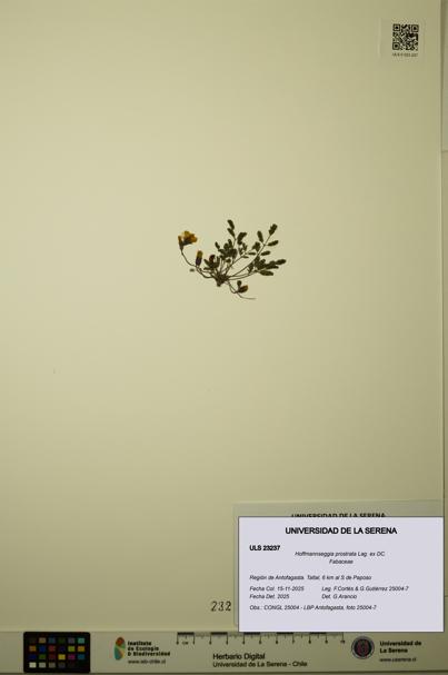 Hoffmannseggia prostrata [Espécimen: ULS:ULS:0023237]