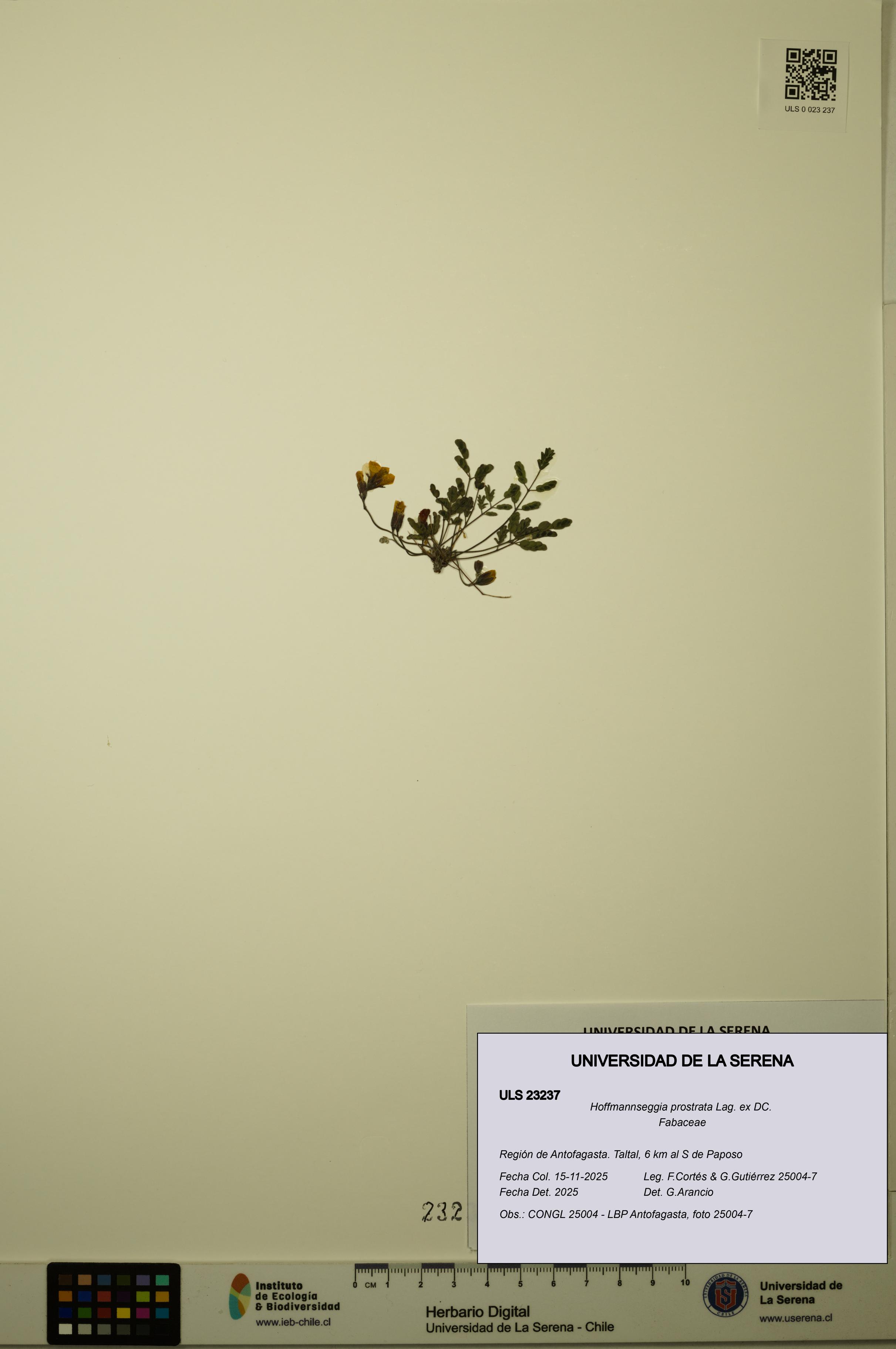 Hoffmannseggia prostrata [Espécimen: ULS:ULS:0023237]