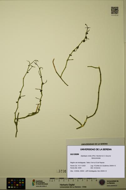 Diplolepis viridis [Espécimen: ULS:ULS:0023239]