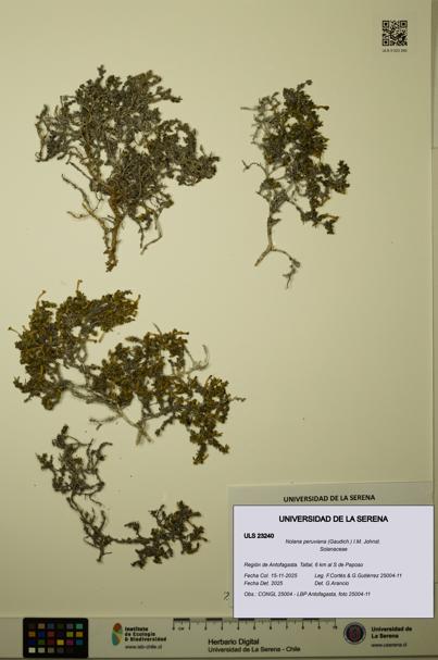 Nolana peruviana [Espécimen: ULS:ULS:0023240]