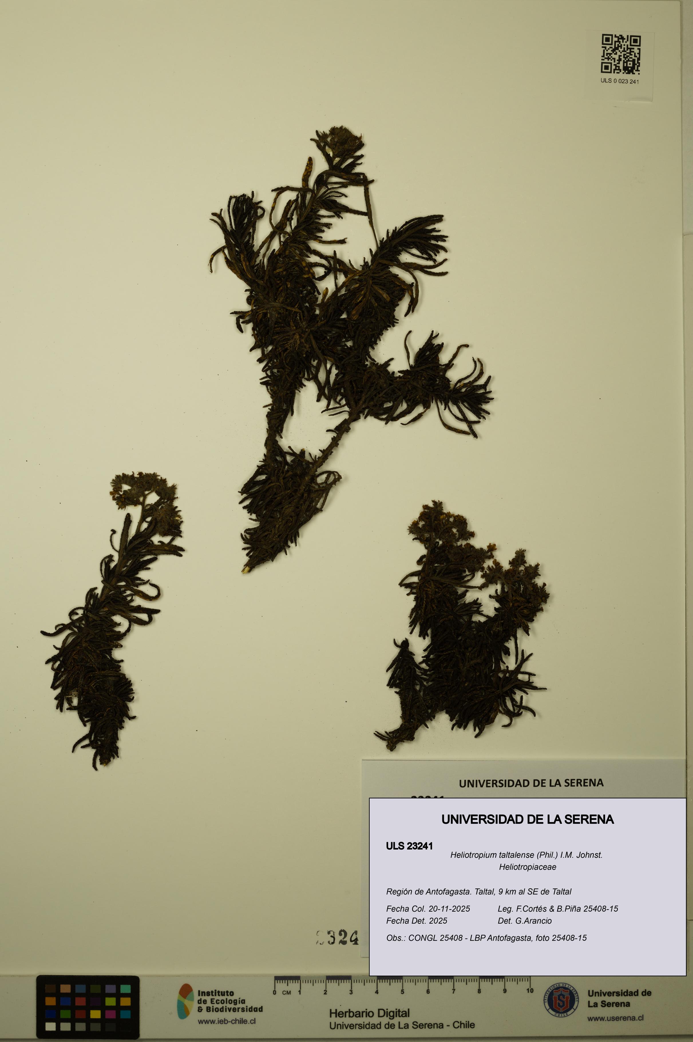 Heliotropium taltalense [Espécimen: ULS:ULS:0023241]