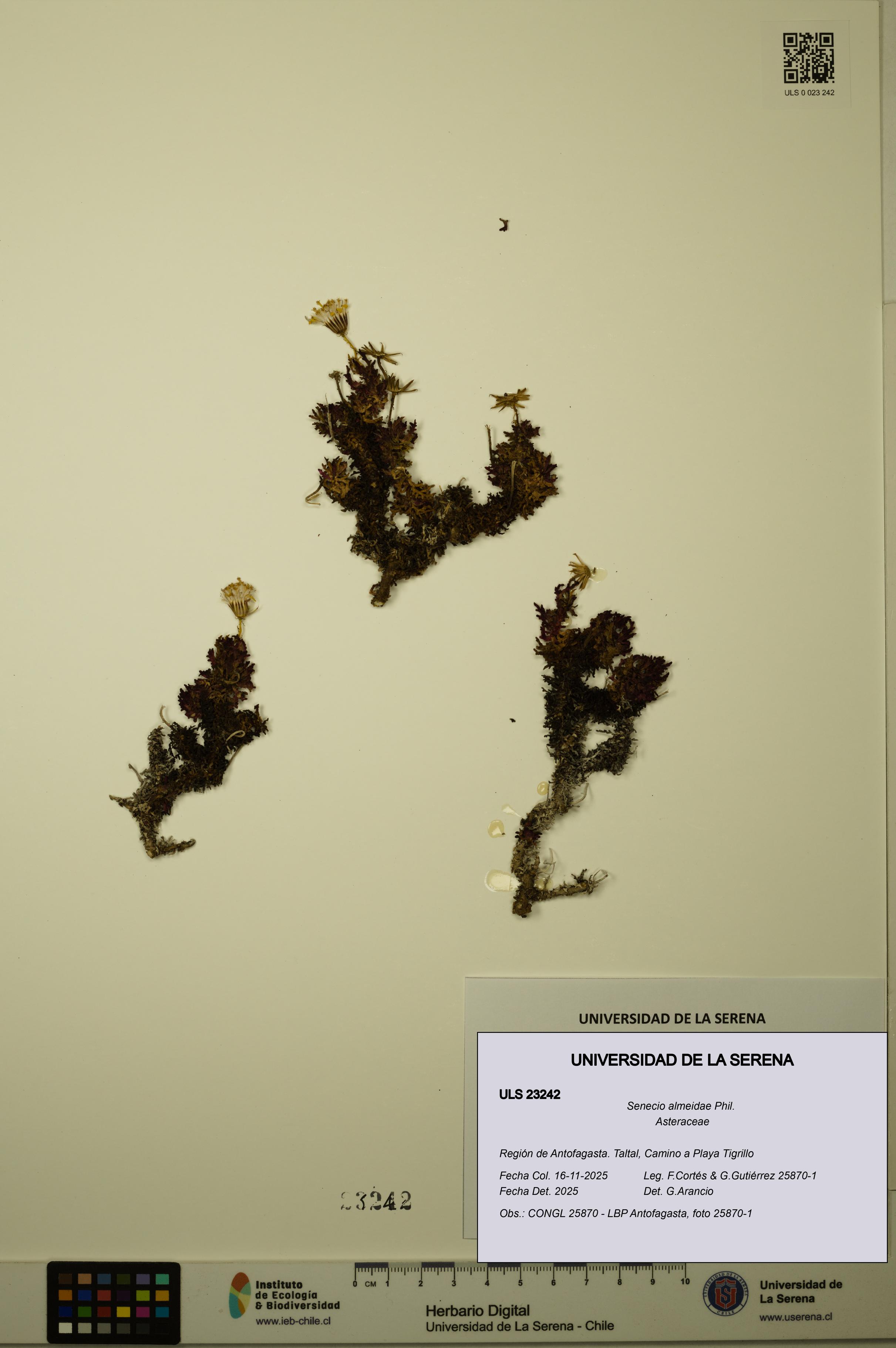 Senecio almeidae [Espécimen: ULS:ULS:0023242]