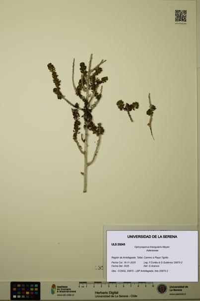 Ophryosporus triangularis [Espécimen: ULS:ULS:0023243]