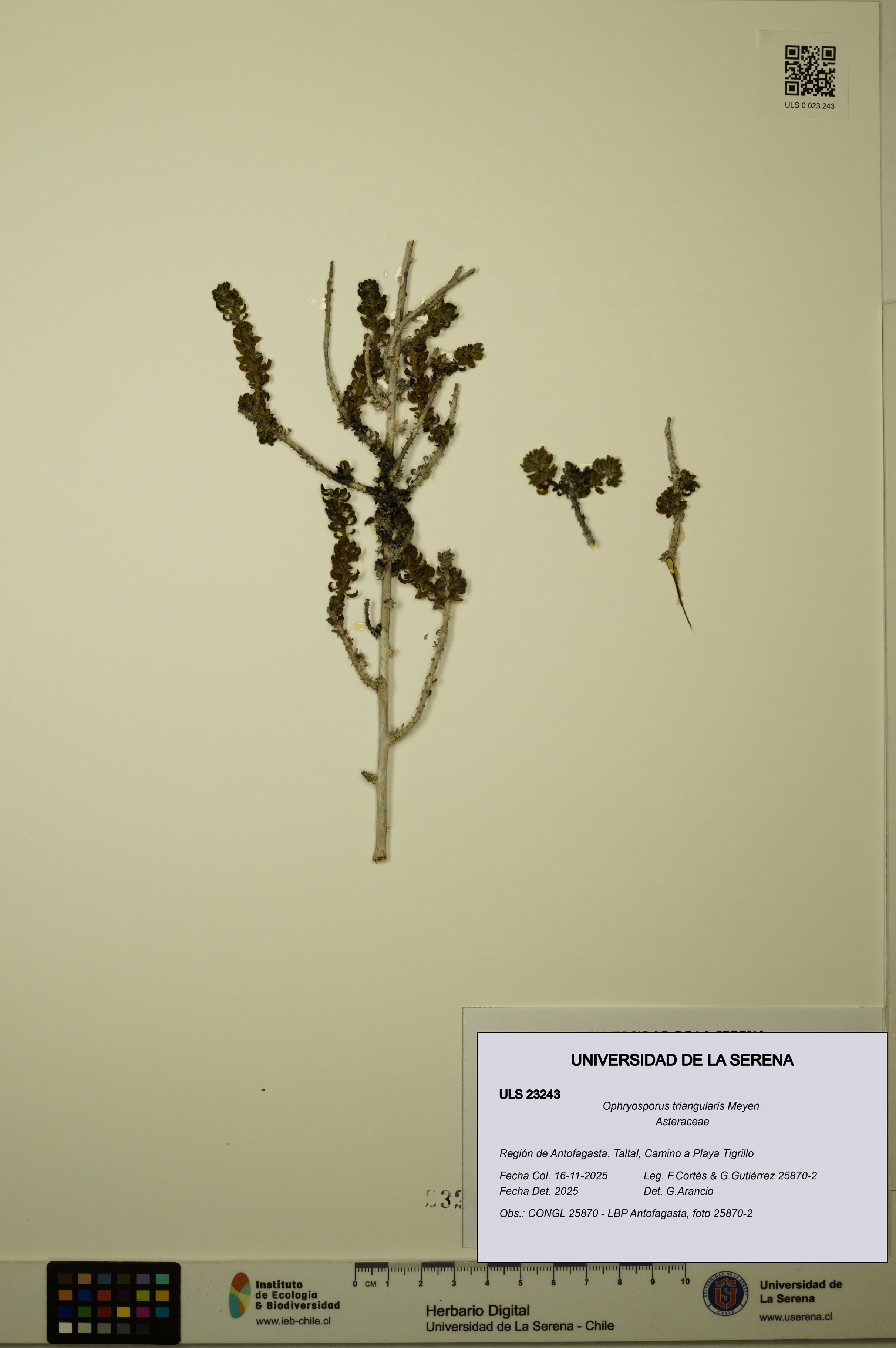 Ophryosporus triangularis [Espécimen: ULS:ULS:0023243]