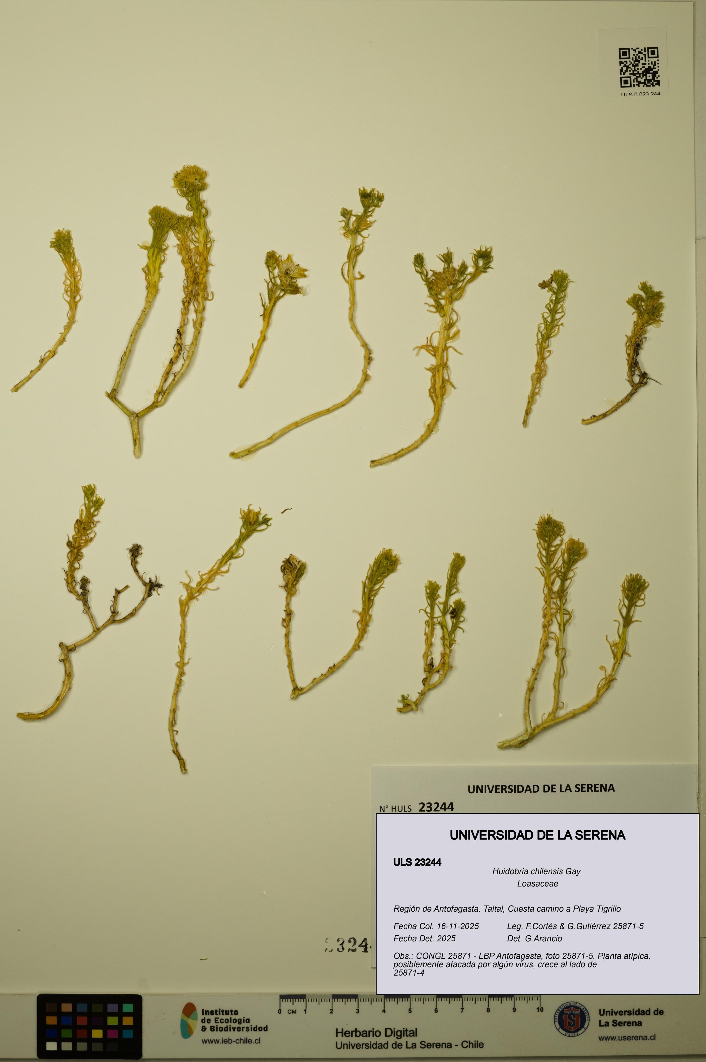 Huidobria chilensis [Espécimen: ULS:ULS:0023244]