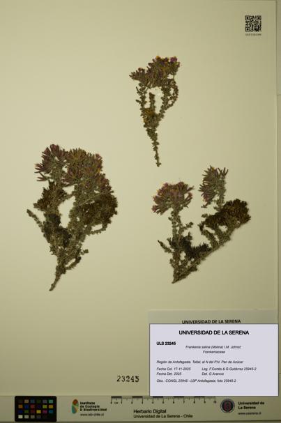 Frankenia salina [Espécimen: ULS:ULS:0023245]