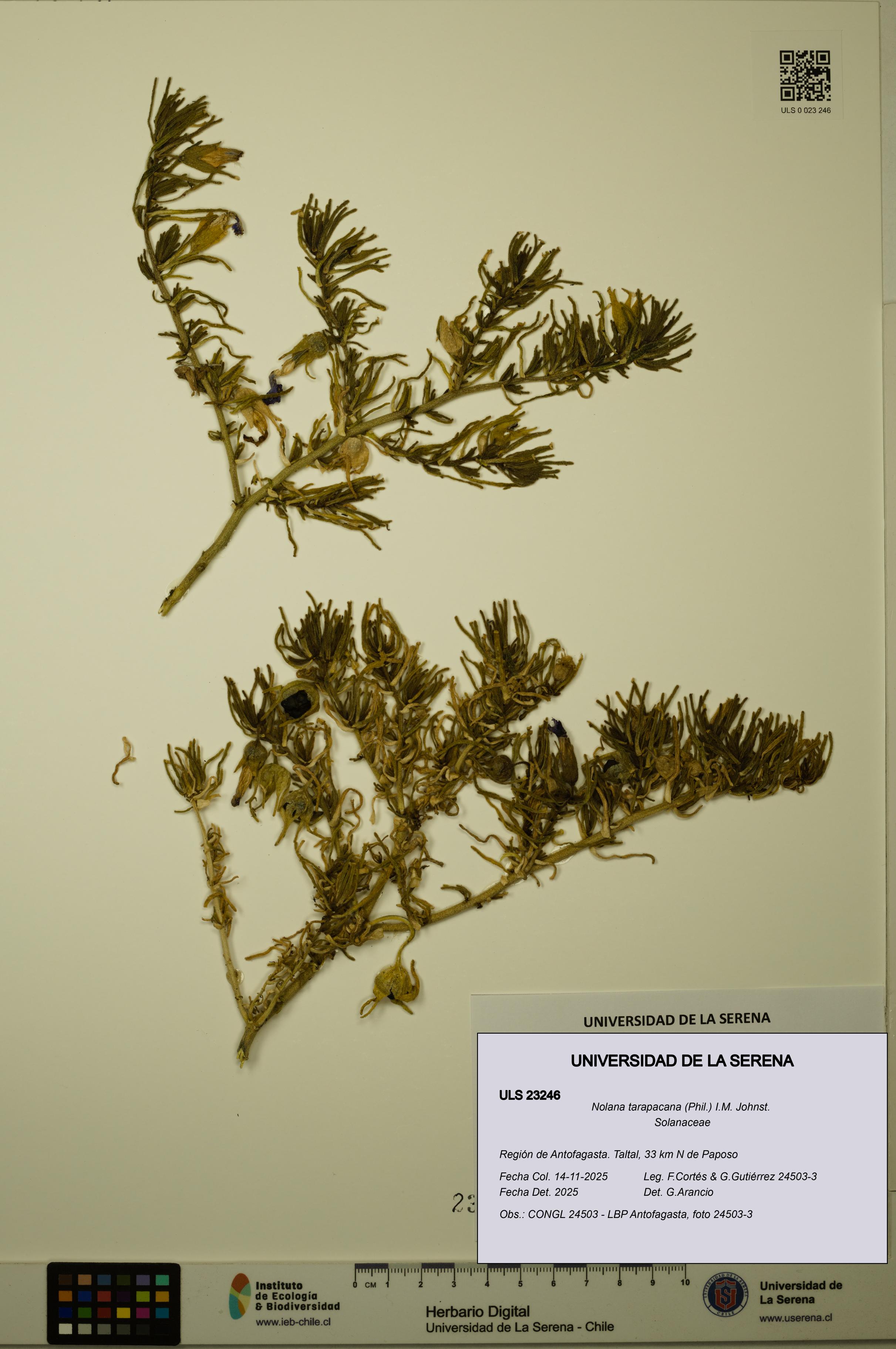 Nolana tarapacana [Espécimen: ULS:ULS:0023246]