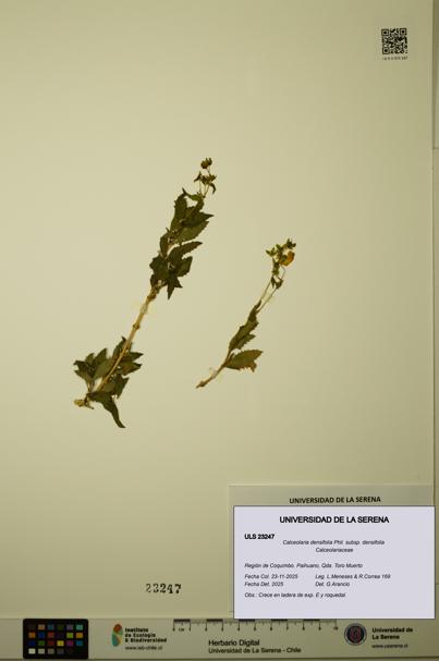 Calceolaria densifolia subsp. densifolia [Espécimen: ULS:ULS:0023247]