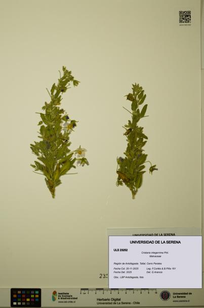 Cristaria integerrima [Espécimen: ULS:ULS:0023252]