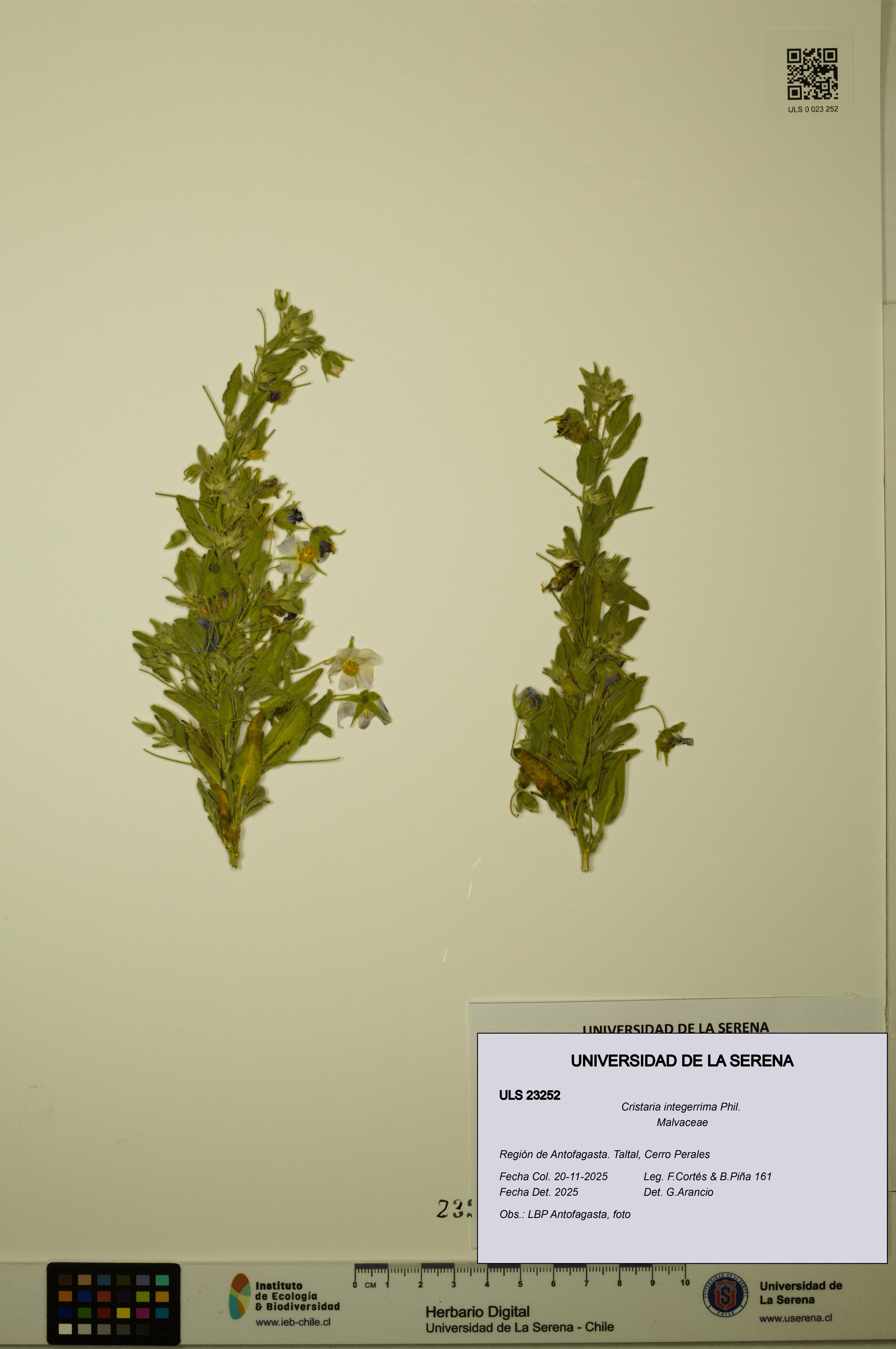 Cristaria integerrima [Espécimen: ULS:ULS:0023252]