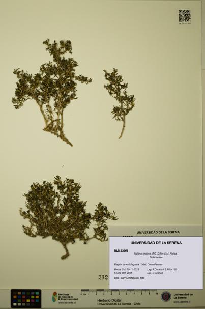 Nolana onoana [Espécimen: ULS:ULS:0023253]