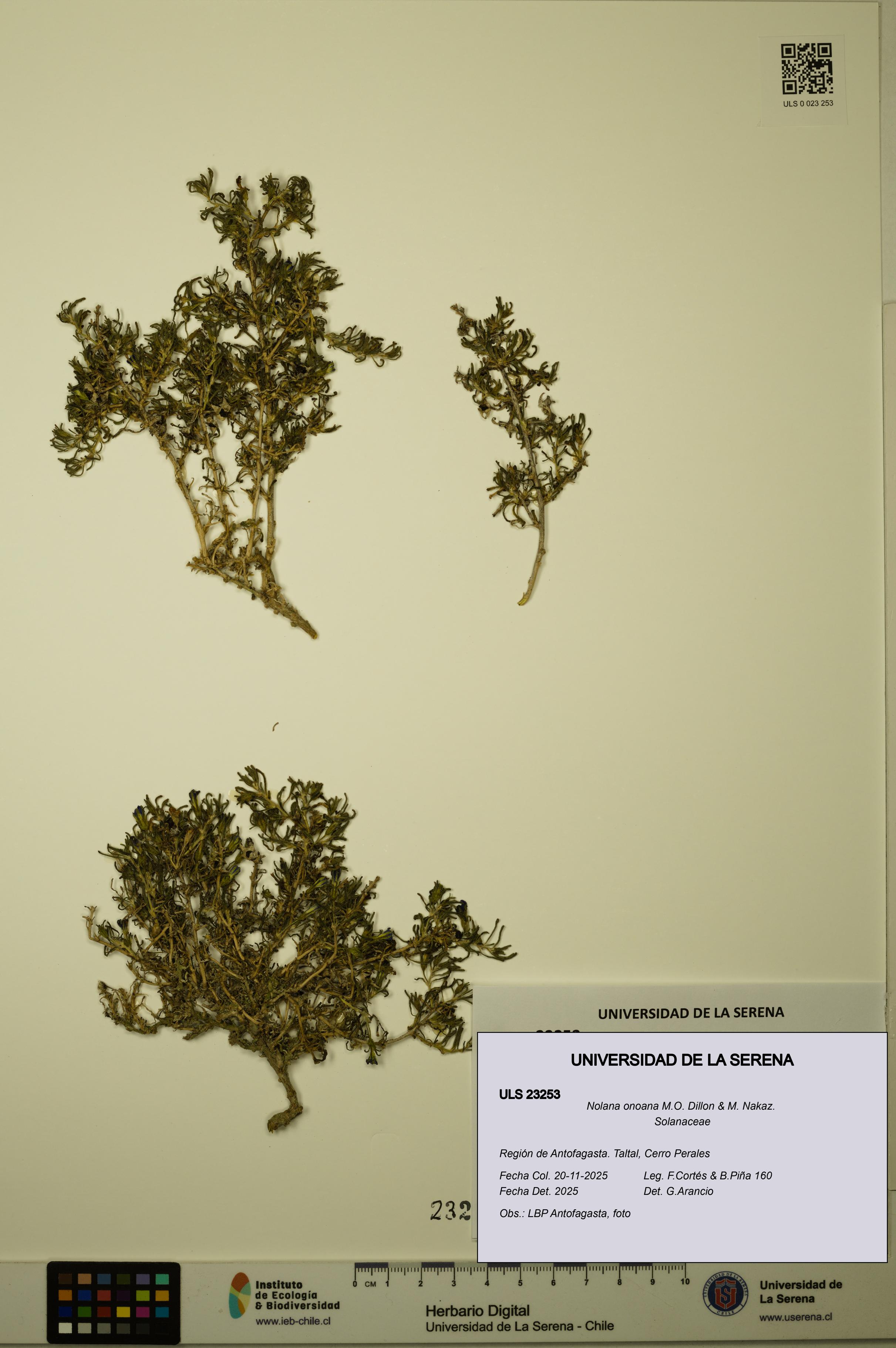 Nolana onoana [Espécimen: ULS:ULS:0023253]