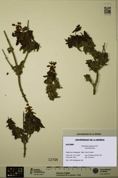 Calceolaria paposana [Espécimen: ULS:ULS:0023254]