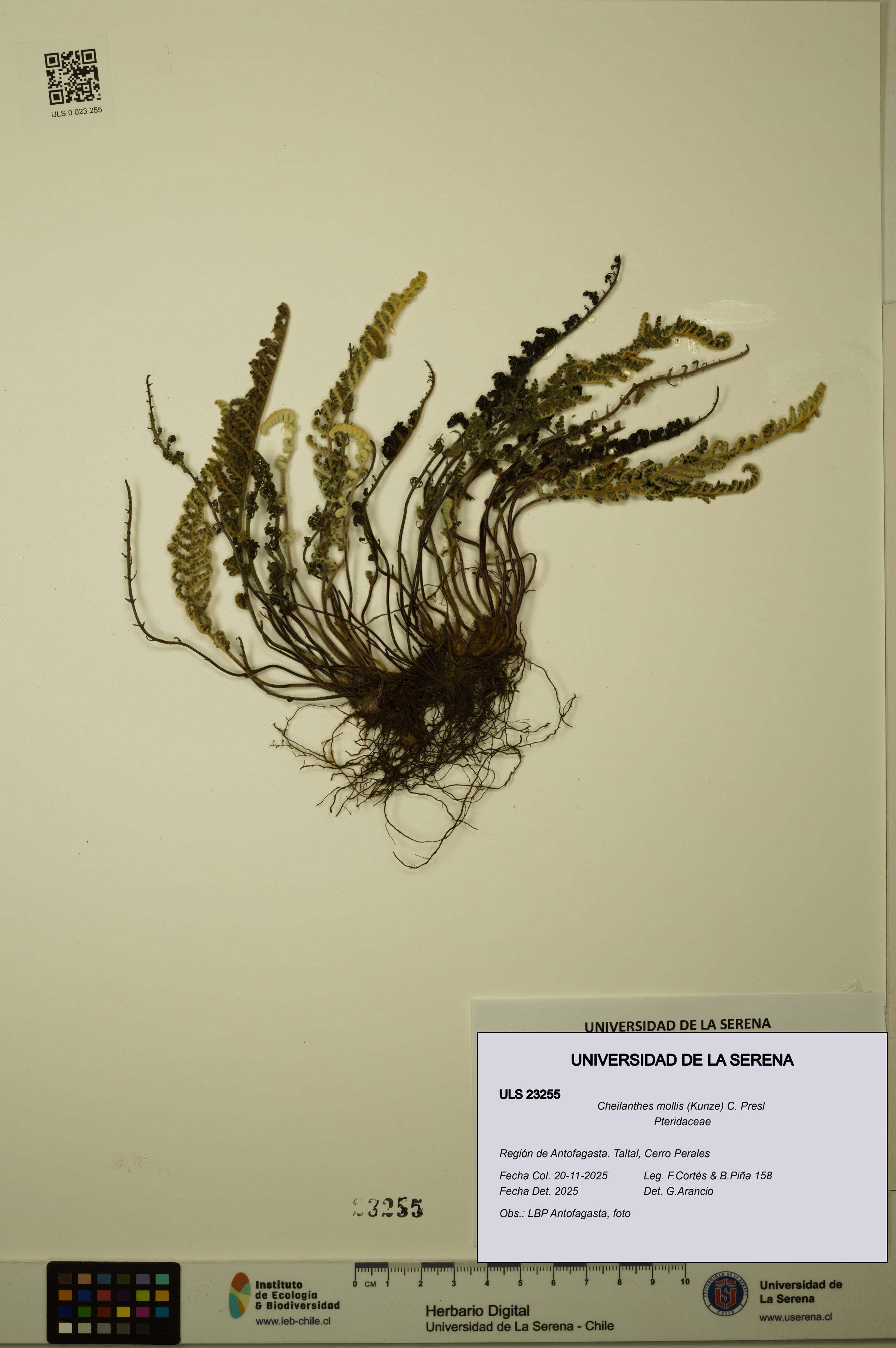 Cheilanthes mollis [Espécimen: ULS:ULS:0023255]