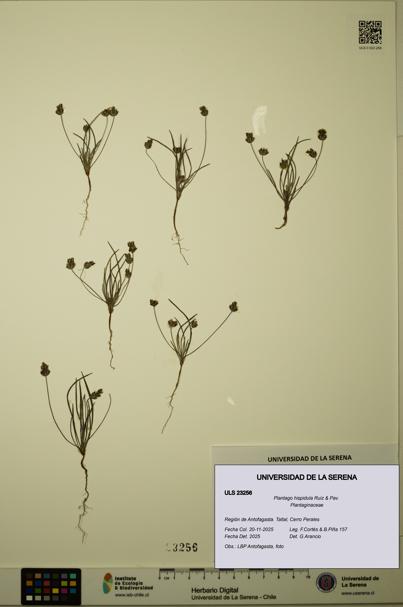Plantago hispidula [Espécimen: ULS:ULS:0023256]