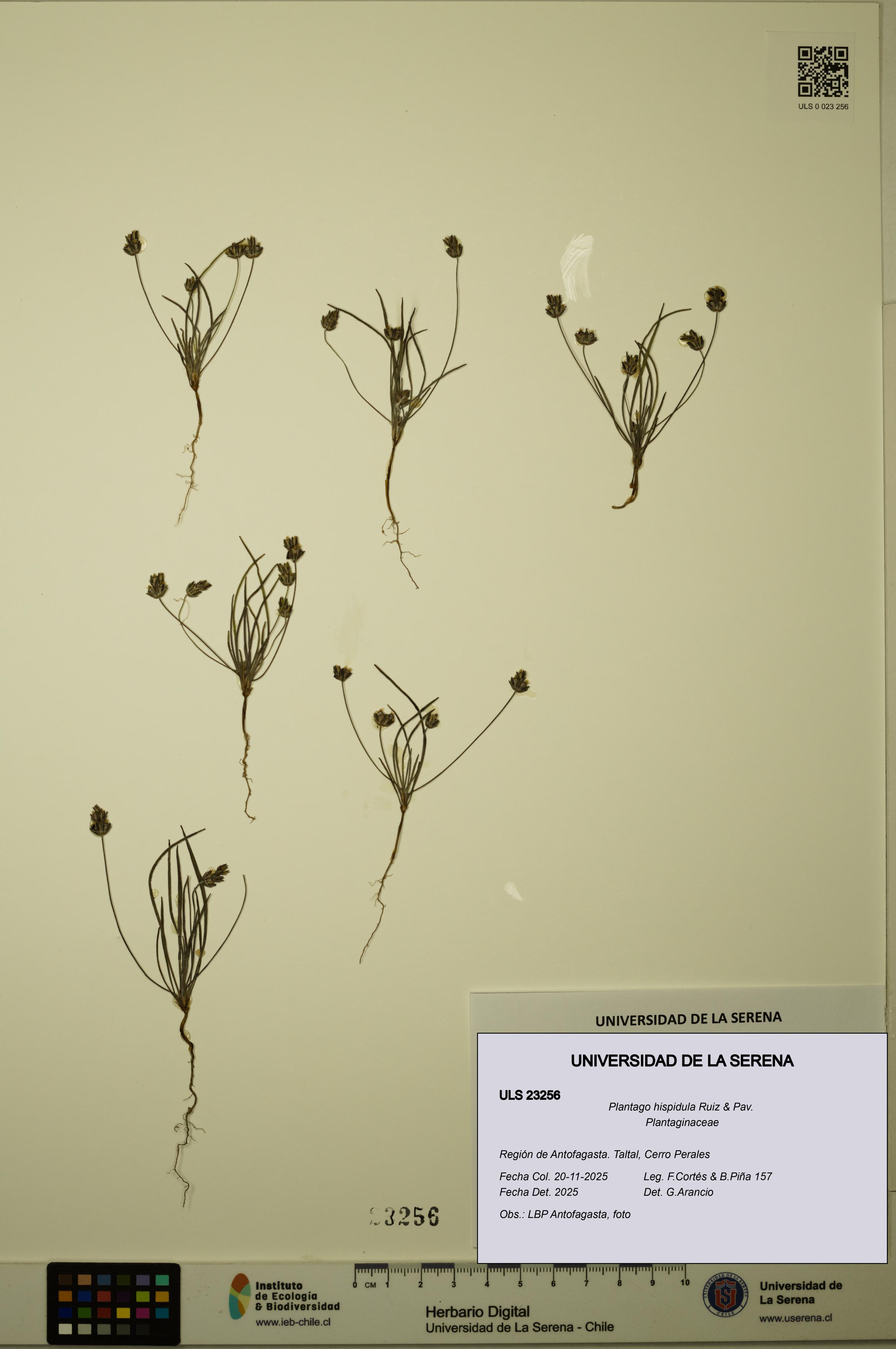 Plantago hispidula [Espécimen: ULS:ULS:0023256]