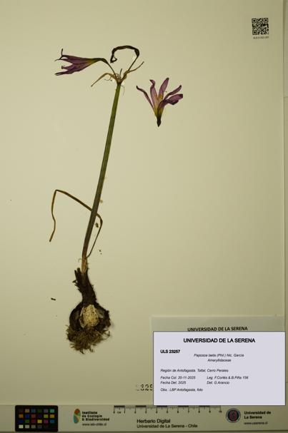 Paposoa laeta [Espécimen: ULS:ULS:0023257]