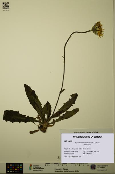 Hypochaeris scorzonerae [Espécimen: ULS:ULS:0023258]