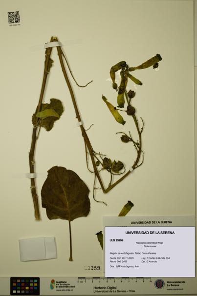 Nicotiana solanifolia [Espécimen: ULS:ULS:0023259]
