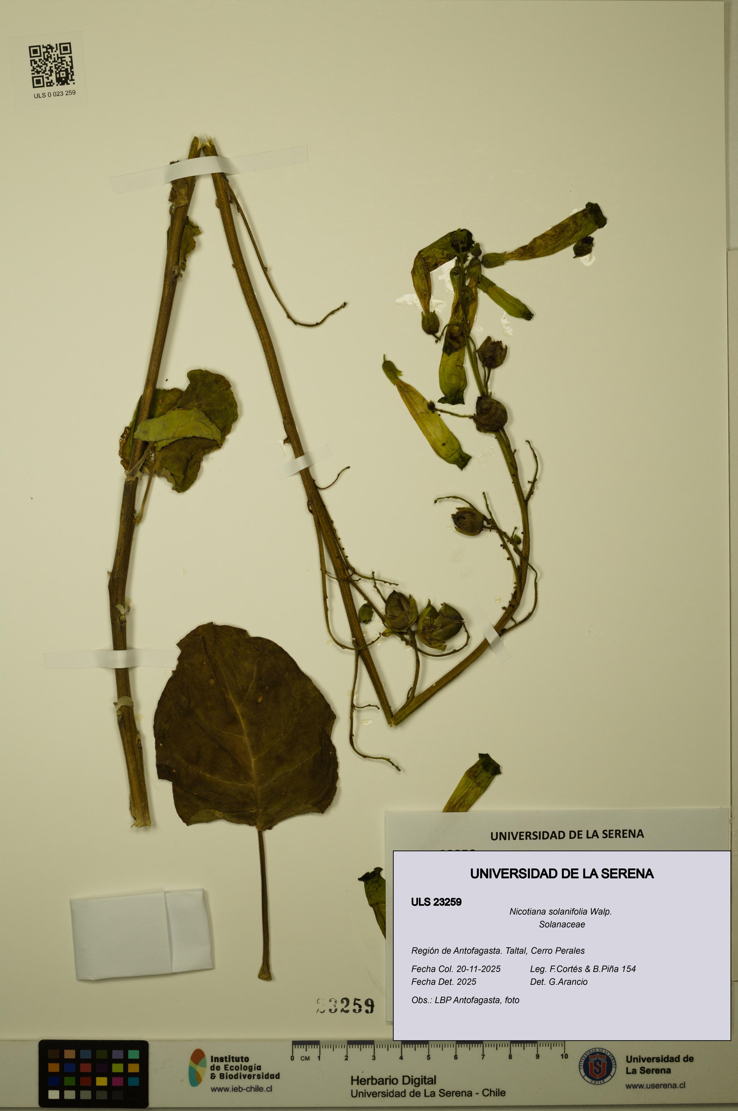 Nicotiana solanifolia [Espécimen: ULS:ULS:0023259]