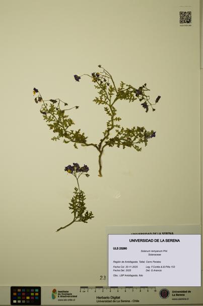 Solanum remyanum [Espécimen: ULS:ULS:0023260]