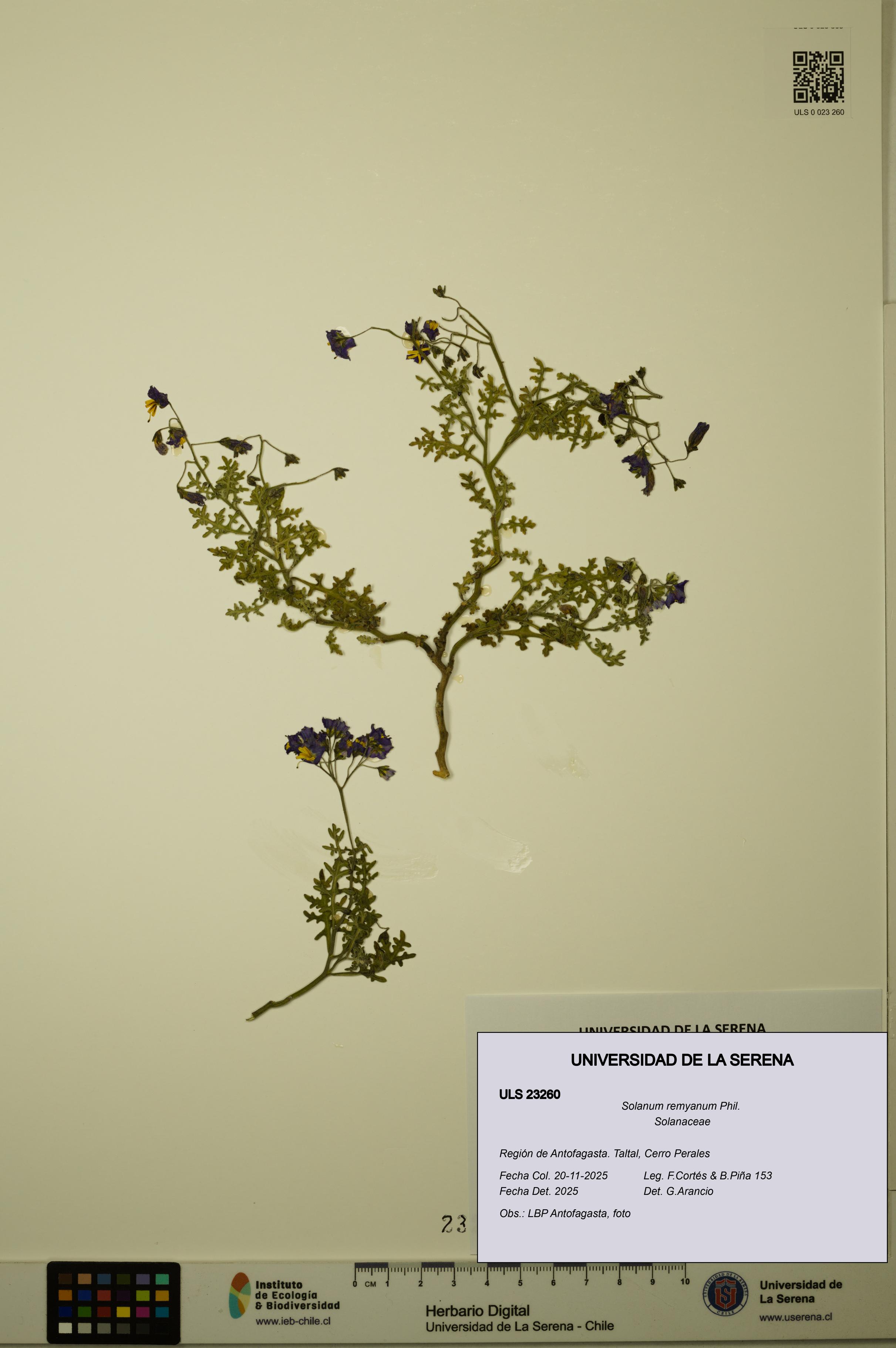 Solanum remyanum [Espécimen: ULS:ULS:0023260]
