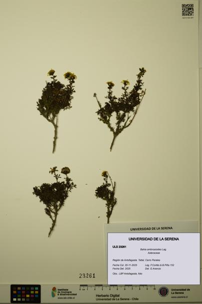 Bahia ambrosioides [Espécimen: ULS:ULS:0023261]