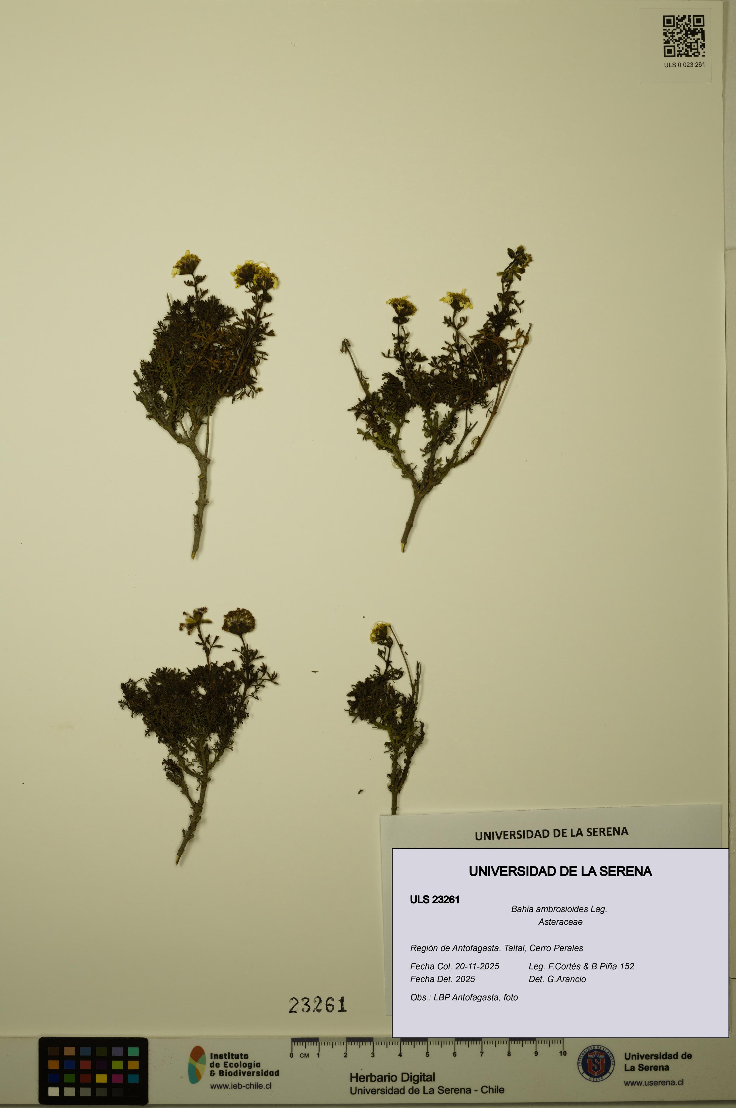 Bahia ambrosioides [Espécimen: ULS:ULS:0023261]