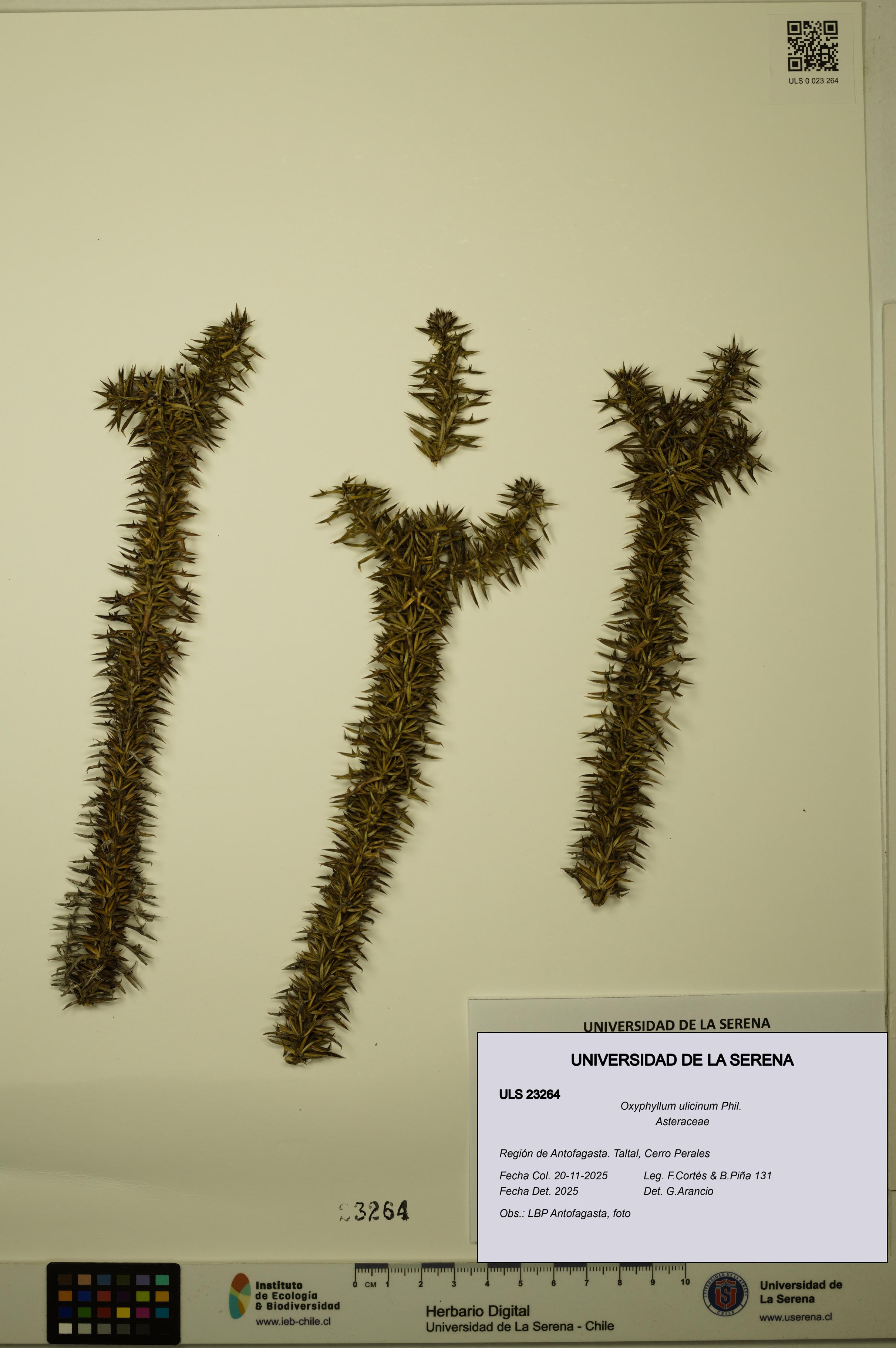Oxyphyllum ulicinum [Espécimen: ]
