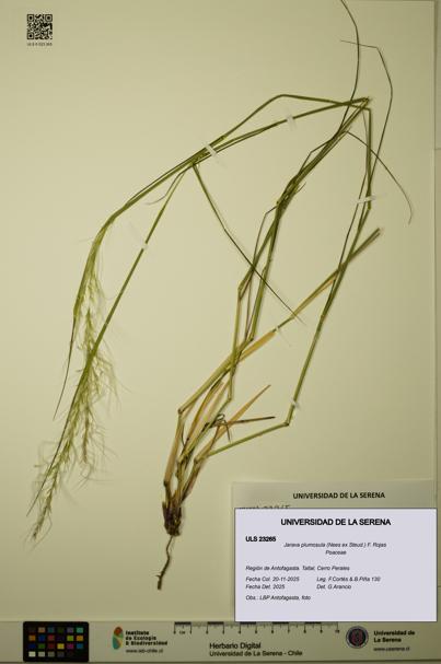 Jarava plumosula [Espécimen: ULS:ULS:0023265]