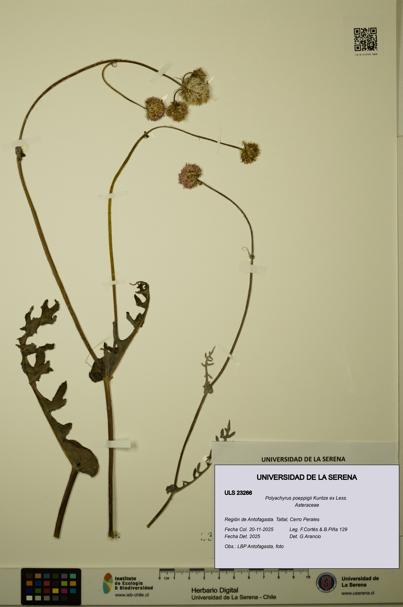 Polyachyrus poeppigii [Espécimen: ULS:ULS:0023266]
