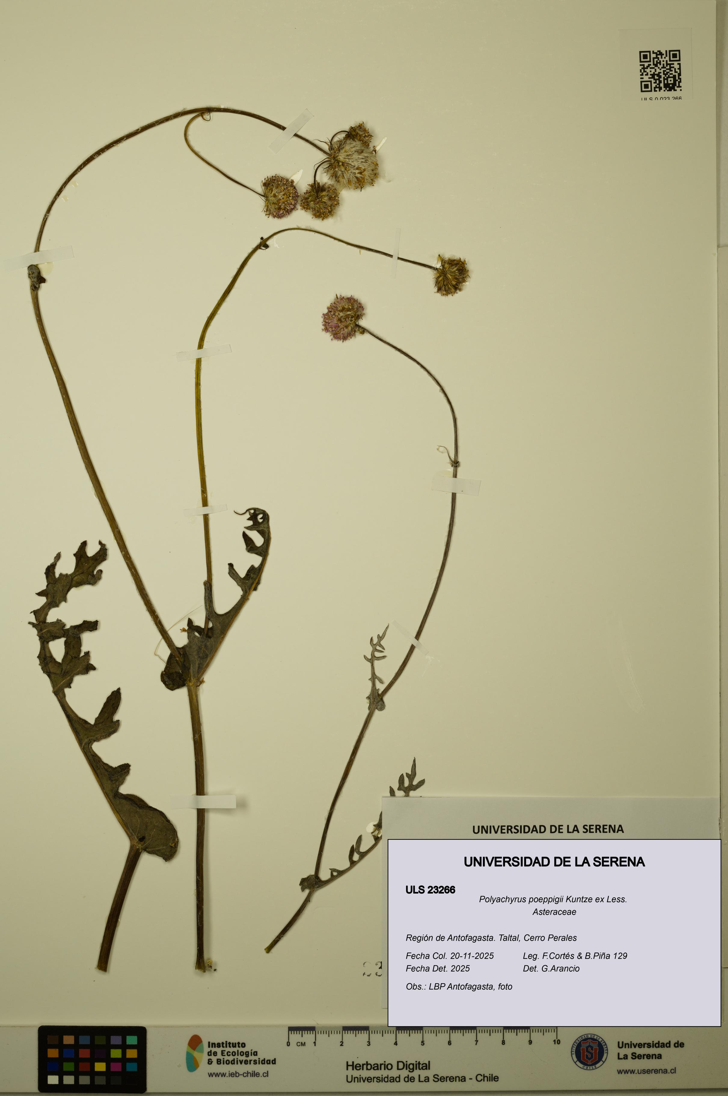 Polyachyrus poeppigii [Espécimen: ULS:ULS:0023266]