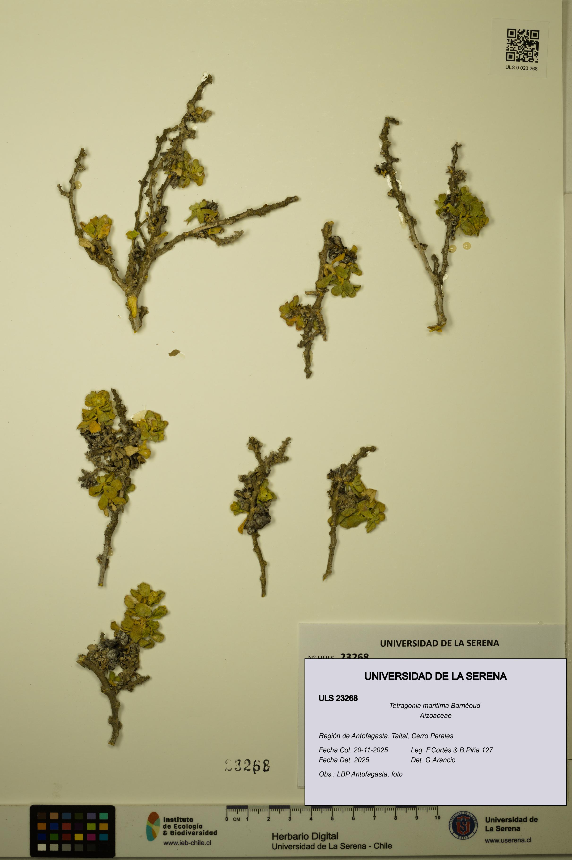 Tetragonia maritima [Espécimen: ULS:ULS:0023268]