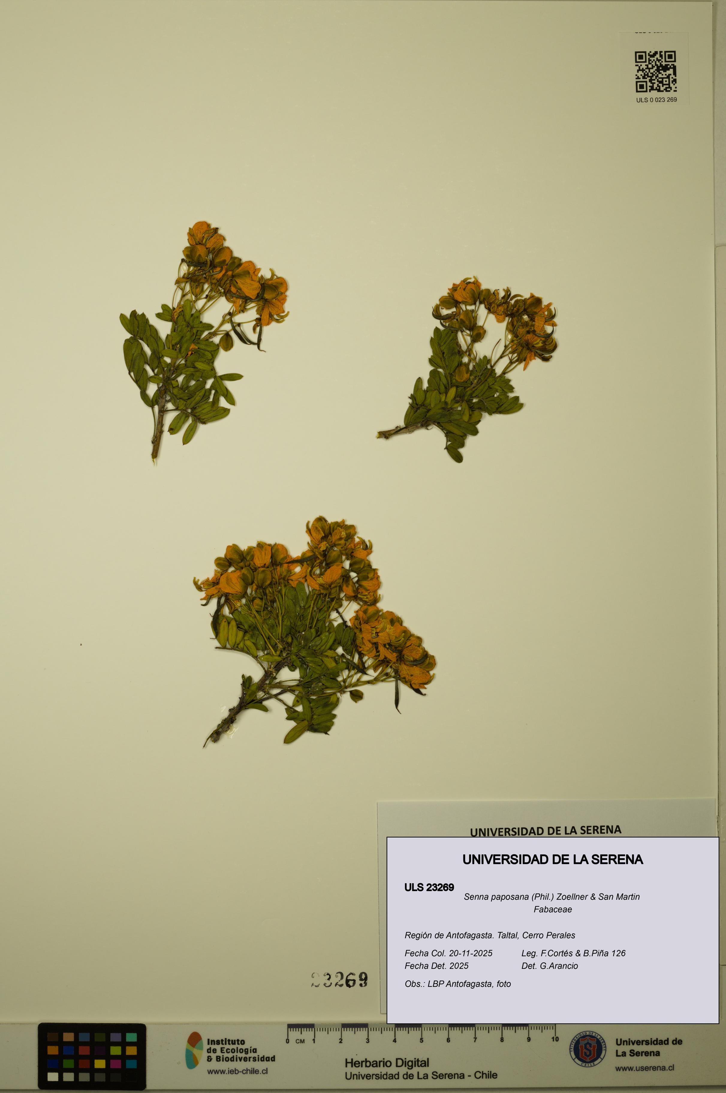 Senna paposana [Espécimen: ULS:ULS:0023269]