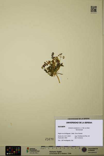 Erodium cicutarium [Espécimen: ULS:ULS:0023270]