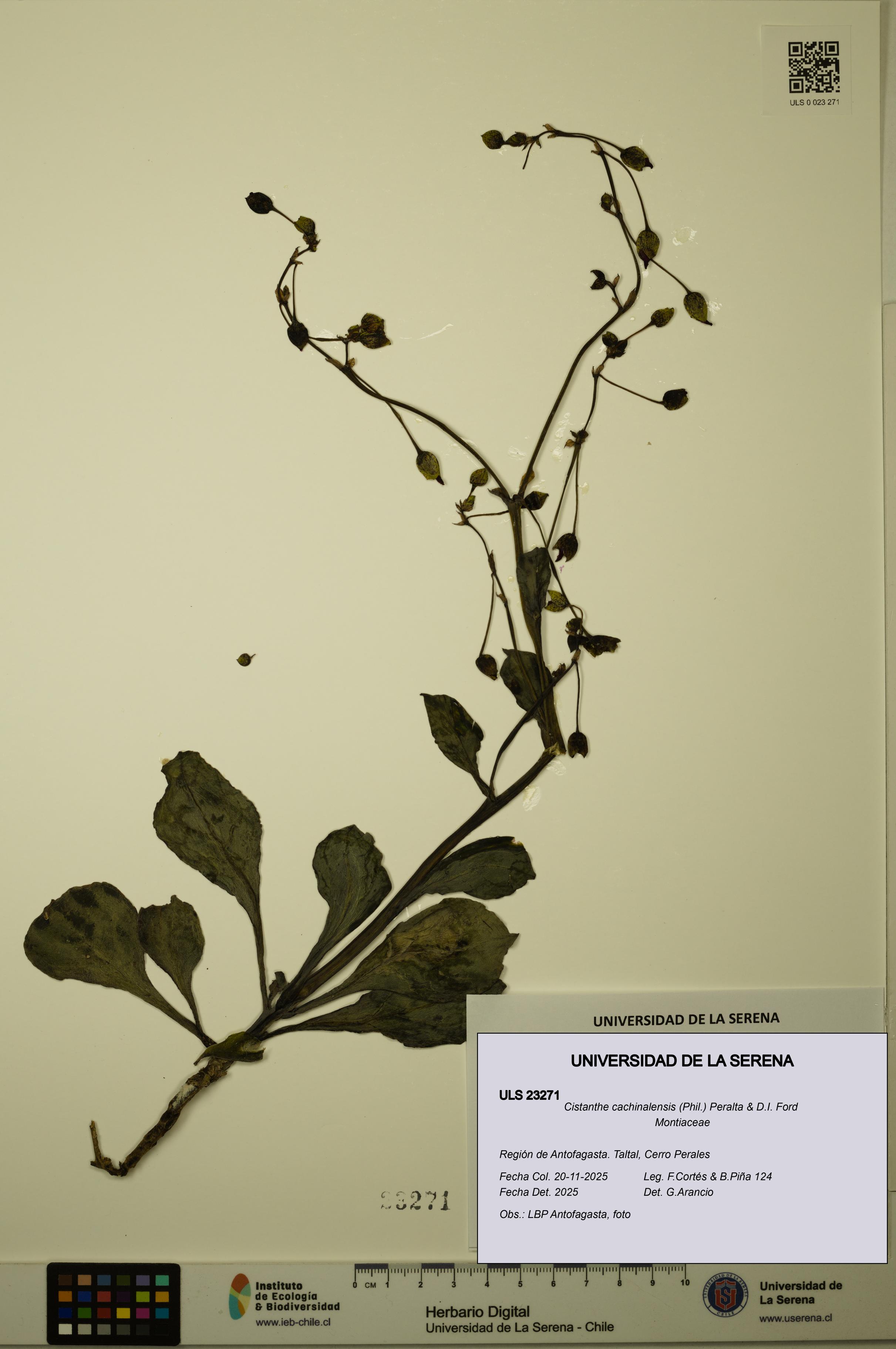 Cistanthe cachinalensis [Espécimen: ULS:ULS:0023271]