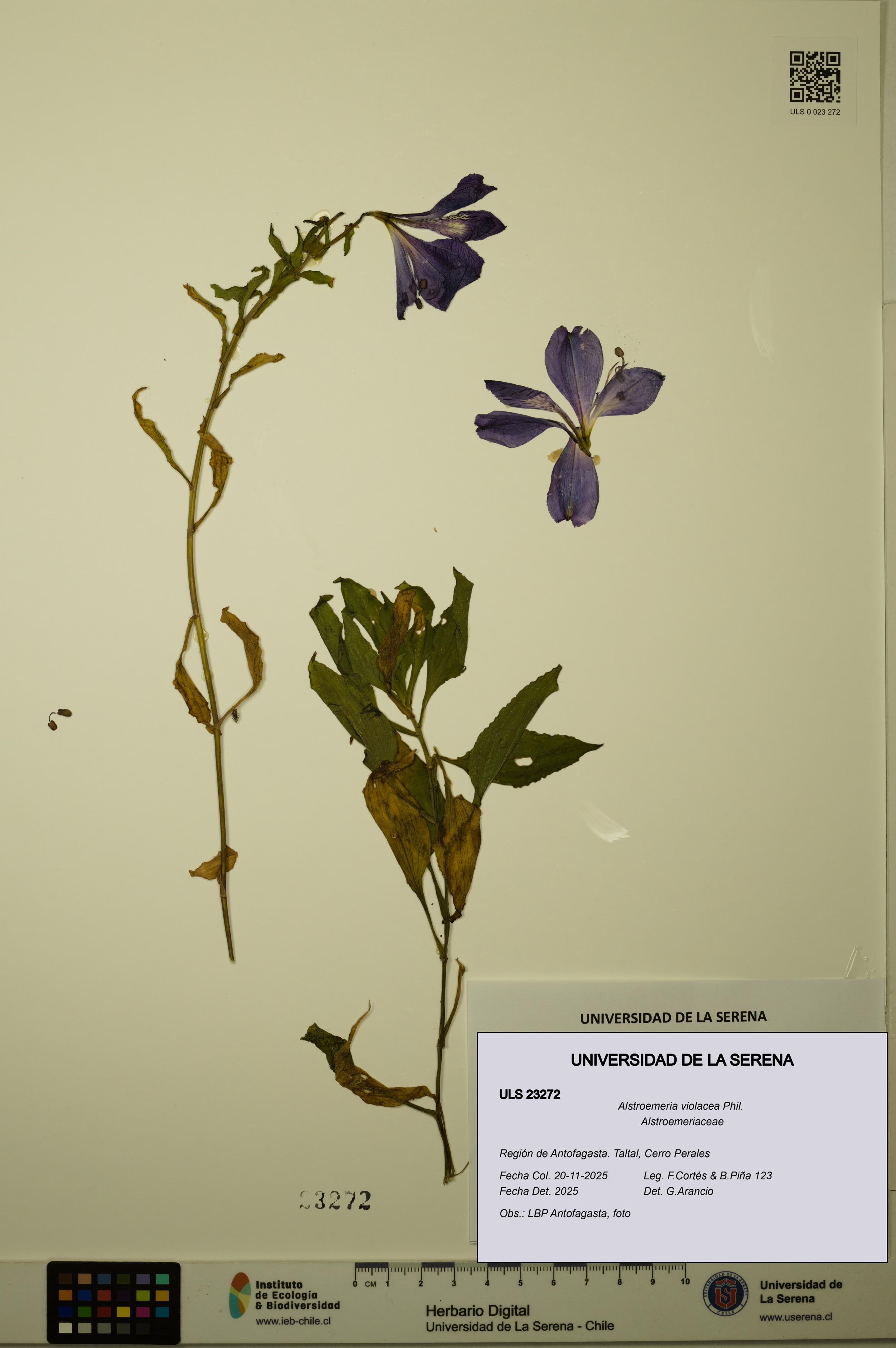 Alstroemeria violacea [Espécimen: ULS:ULS:0023272]