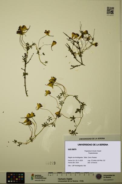 Tropaeolum tricolor [Espécimen: ULS:ULS:0023273]