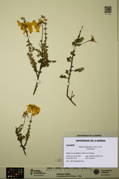 Balbisia peduncularis [Espécimen: ULS:ULS:0023275]