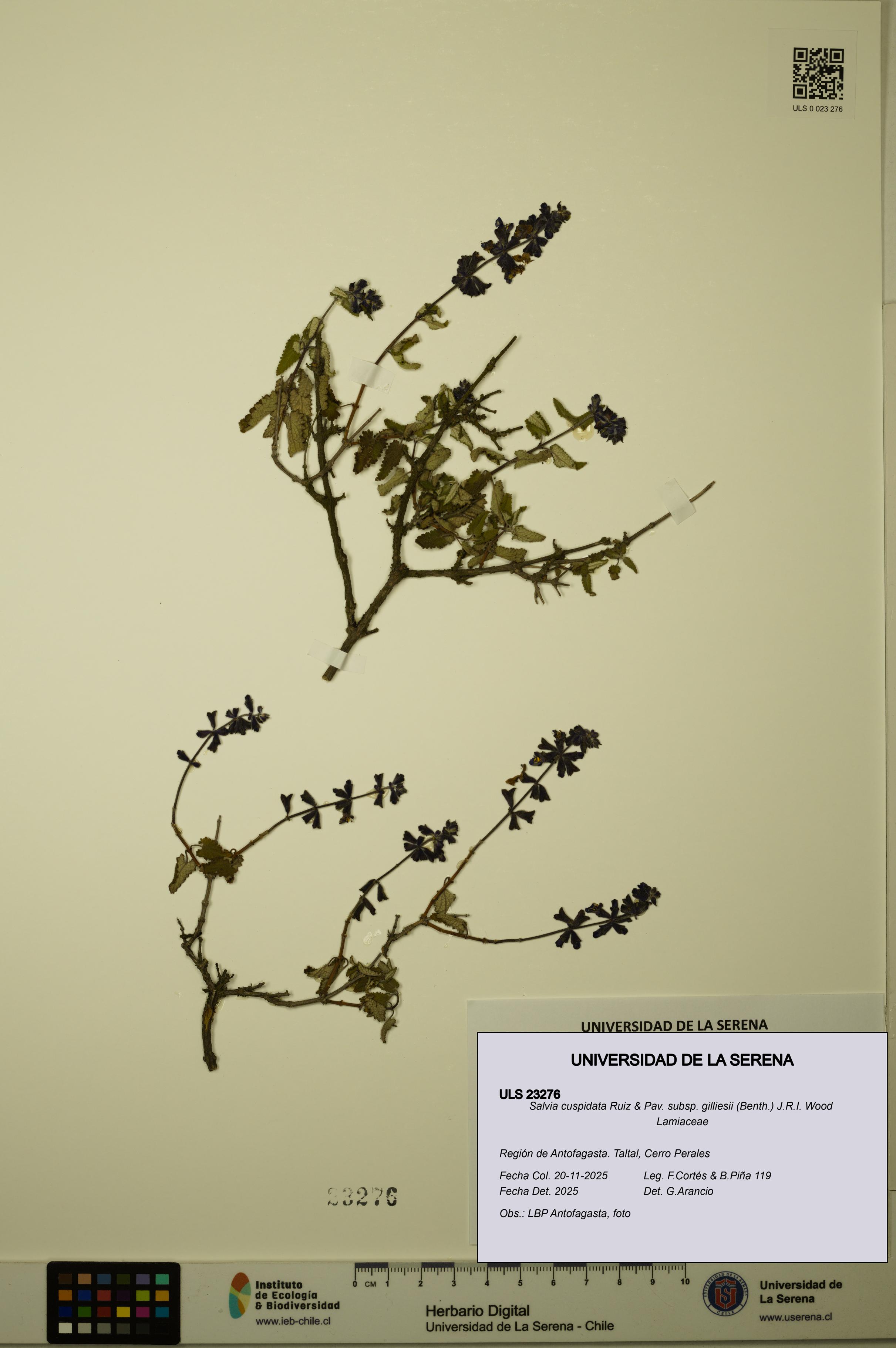 Salvia cuspidata subsp. gilliesii [Espécimen: ULS:ULS:0023276]