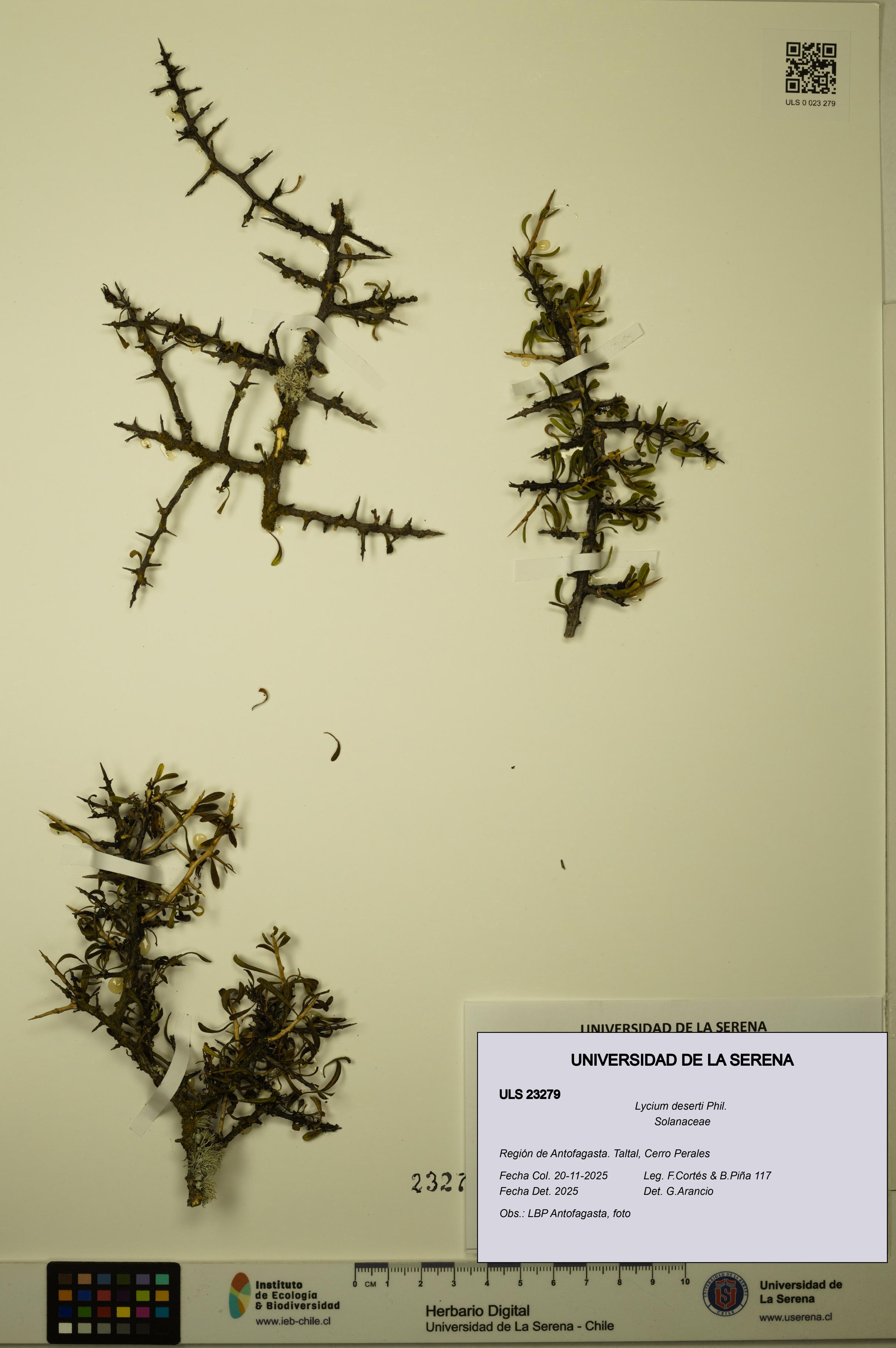 Lycium deserti [Espécimen: ULS:ULS:0023279]