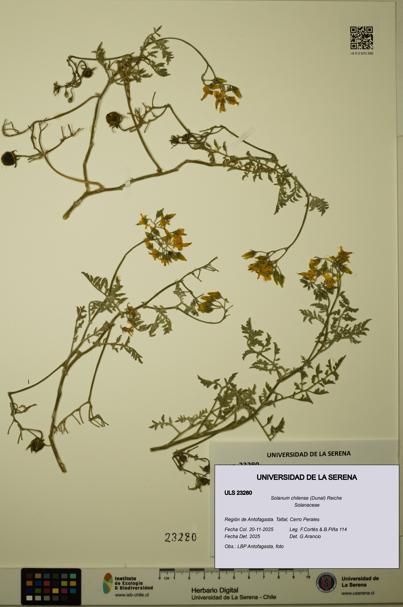 Solanum chilense [Espécimen: ULS:ULS:0023280]