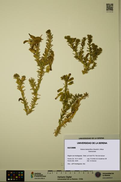 Nolana balsamiflua [Espécimen: ULS:ULS:0023282]